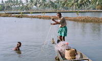 pizhala pokkali tourism Mud Crab farming 