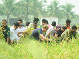 pizhala_pokkali_harvest_ceremony