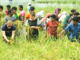 pizhala_pokkali_harvest_ceremony